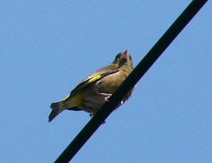 �����̃J�����q��