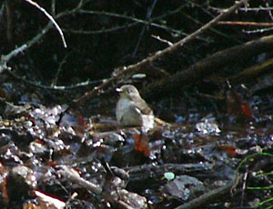 �����C�L�r�^�L