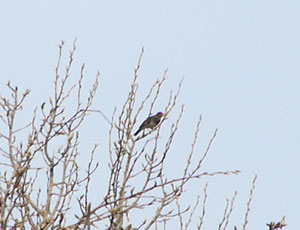 �N���c�O�~�Ȃ񂾂�