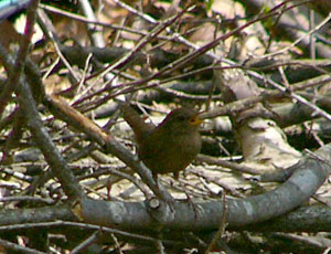 ��������~�\�T�U�C