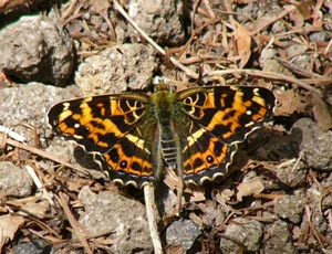 �T�J�n�`�`���E