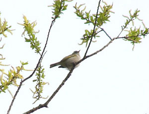 ���܂ɂ͗����~�܂�Z���_�C���V�N�C