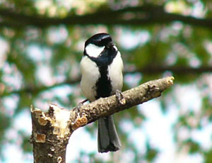 ���v���ɂӂ���V�W���E�J��