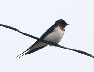 ���҂̐؂�オ�����c�o��