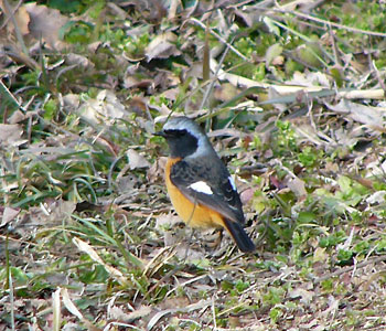 �����C����