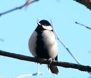 �ڂ���J��