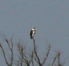 �~�T�S���Ă�