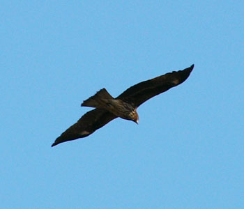 ����������肵��