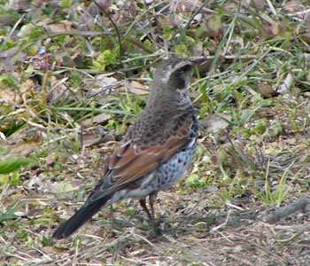 �w�L�уc�O�~