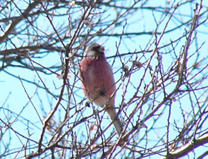 �����H�ׂĂ�x�j�}�V�R