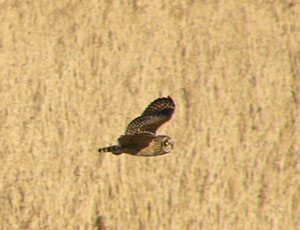 �炪�؂����񂱃R�~�~�Y�N