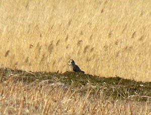 �T���l�C������Ȃ���