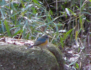 �܂����ᑢ�Ȃ̂Ő��Ȃ������r�^�L