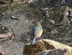 �w���̕������ꂢ�ɂƂꂽ