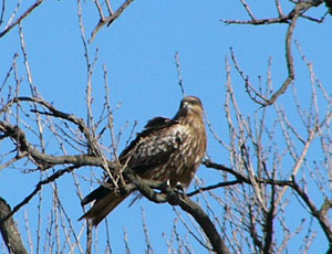 �ҋׂԂ��Ă݂�