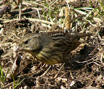 �Ȃ����ɂ�����