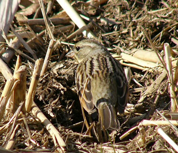 ���͂�T���ɖZ����