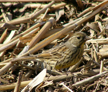 �l�����Ă��C�ɂ��Ȃ�