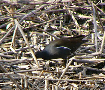 �炪�Ȃ��c�o��