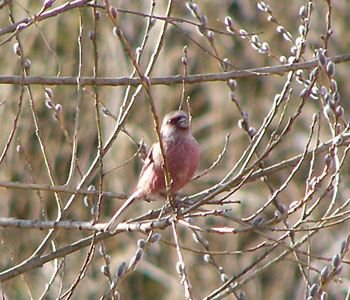 �W�q�͂�����