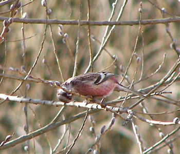 �H���Ӓn���N�ɂ������Ȃ�