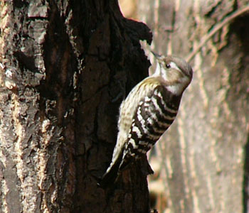 ���ɖ����������R�Q��