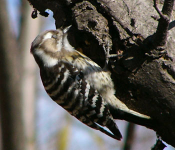 ���ڂ܂ŏo���Ⴄ�ق�