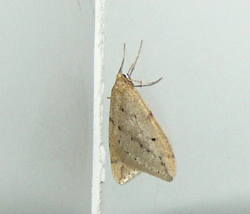 �E�X�o�t���V���N