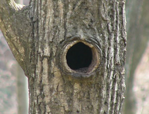 ���T�T�r���Q�Ă��錊