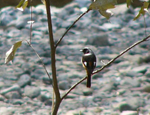 �������ɂ��������Ȃ�