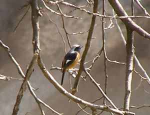 ���Z�������炵��