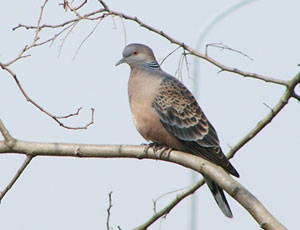 ���x���Ȃ��݃L�W�o�g