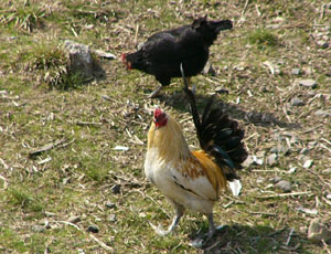 �ߍ��b��̃j���g��