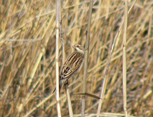 �͂��܂�I�I�W������