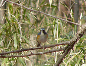 �������ǂ���