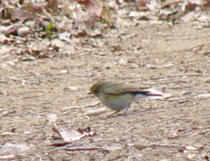 �H�������Ȃ���