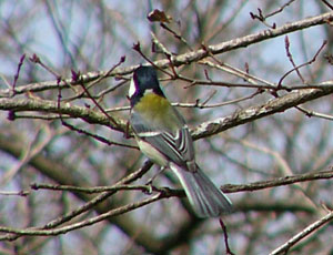 ���p�͂����������ꂢ