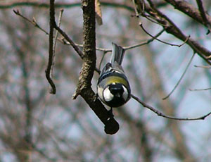 �ł���납�猩�Ȃ���