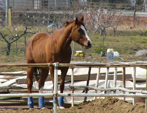 �u�[�c�͂����n