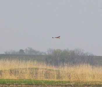 �S�~����Ȃ���A�`���E�q����