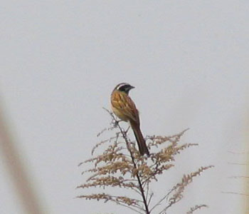 �������������Ă��z�I�W��