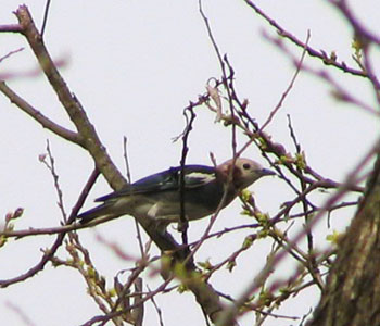 �R���N�h��������