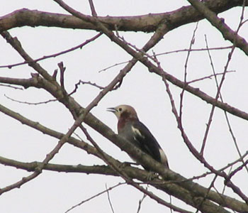 �o�J�ʂ����Ă�