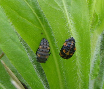 �e���g�E���V�ɂȂ�\��