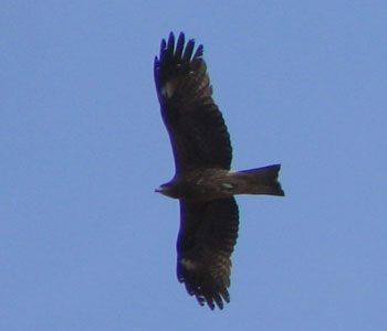 �g�r�͂R�H�ł��߂Ă���