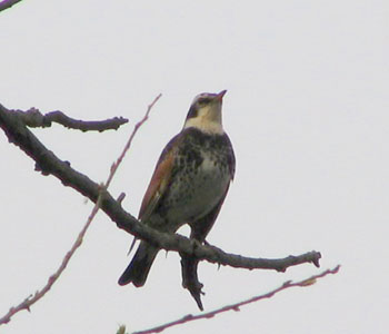 �N���c�O�~�̐��Ŗ��Ă��c�O�~