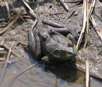 �����x�ꂽ�E�V�K�G��