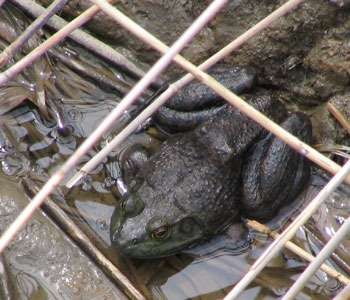 �B��Ă����