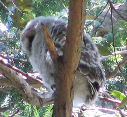 ���ɂ͌����Ȃ�