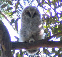 �X�p�i���B�������Ă���